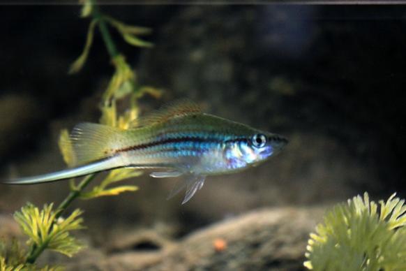 a freshwater fish with long tail