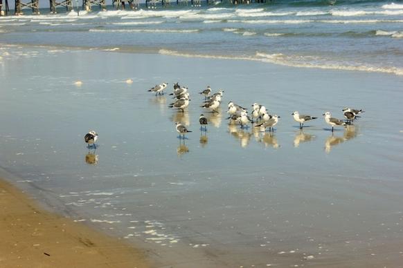a group of seagulls at daytona beach florida