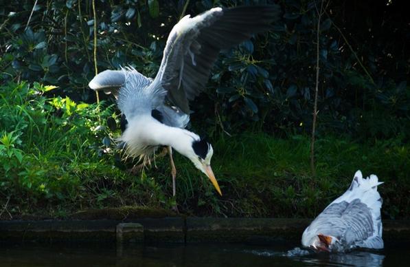 a heron scares a goose