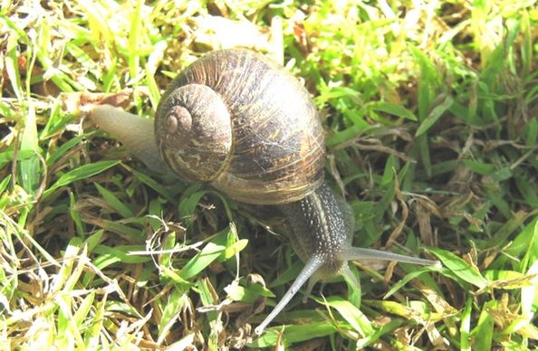 a snail039s journey