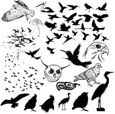 a variety of birds and silhouette vector