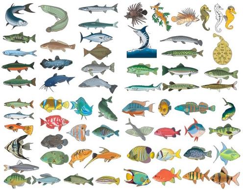 a variety of fish vector