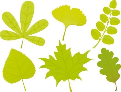 a variety of leaf forms 04 vector