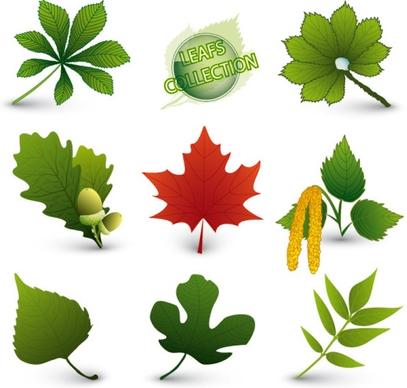a variety of leaf forms 05 vector