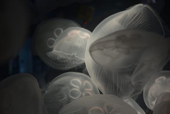 abstract aquarium baby black and white blur dof