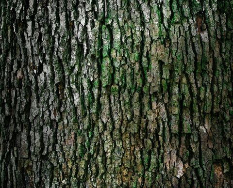 abstract background bark detail forest lumber nature