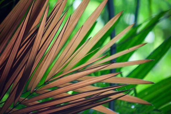 abstract background bright color detail exotic frond