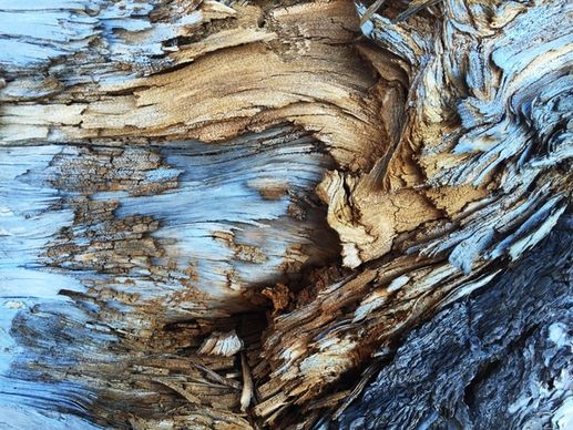 abstract background coast dead driftwood frozen ice