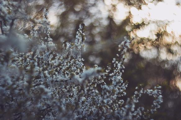 abstract branch color crystal flores flower frost