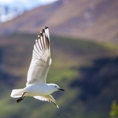 action animal bird blur crane daytime egret feather