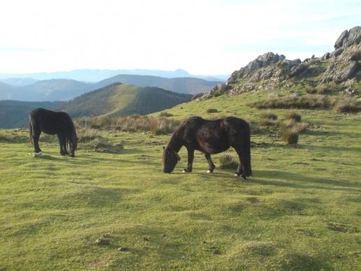 adarra landscape horses