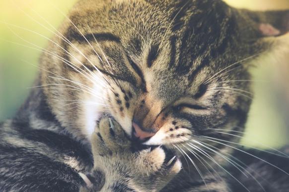 closeup of cute cat biting claws