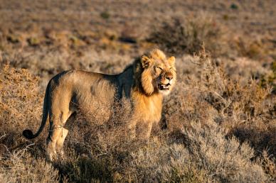 africa backdrop picture lion meadow scene