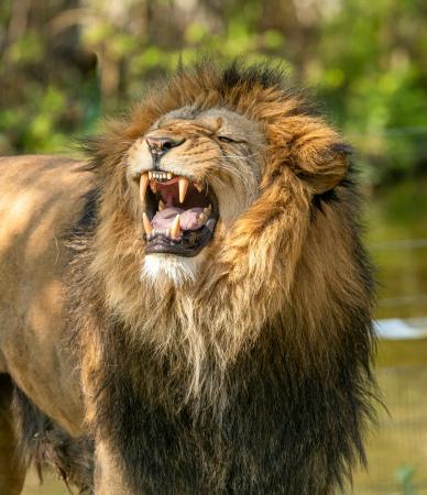 africa lion backdrop picture dynamic roaring