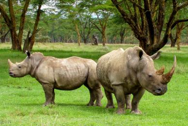 africa safari backdrop picture rhinoes elegant scene