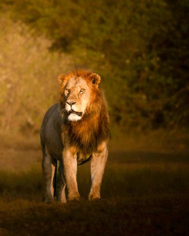 africa scene picture male lion contrast scene