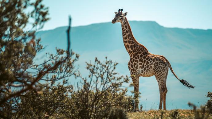 africa scenery picture elegant giraffe meadow scene 
