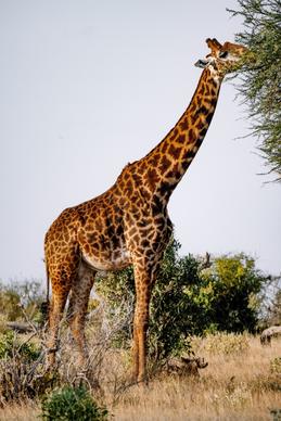 africa scenery picture giraffe eating scene