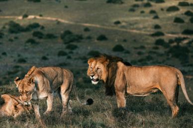 africa scenery picture lion herd meadow contrast scene