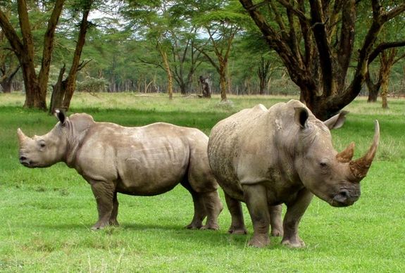 africa white rhinos rhino