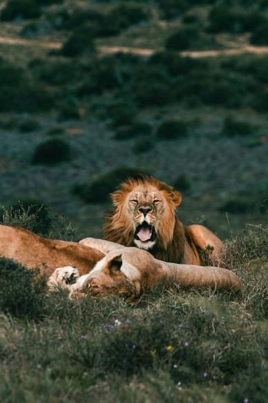 africa wild scenery picture dynamic joyful lion herd