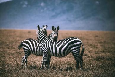 africa wilderness picture classic zebra herd meadow  scene