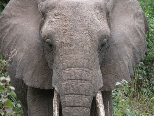 african elephant big bull elephant huge ivory large