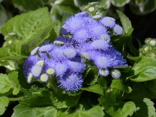 ageratum houstonianum blueme flower