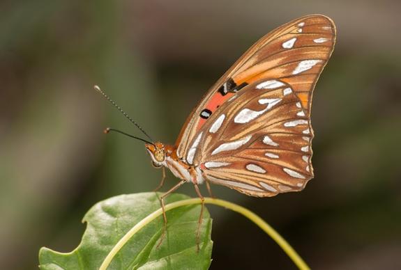 agraulis vanillae butterfly insect