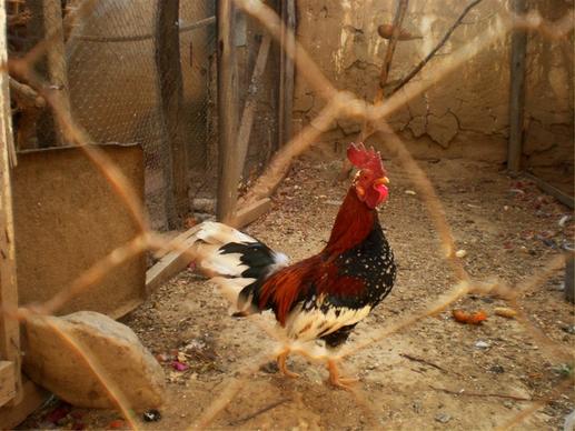 agriculture animal avian bird blood chick chicken