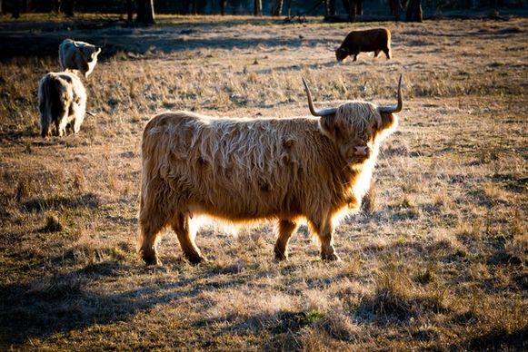 agriculture animal bovine bull cattle countryside