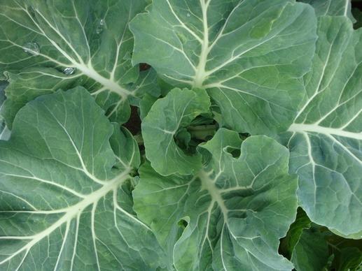 agriculture background biology botany cabbage closeup