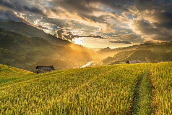 agriculture field scenery picture contrast sunset 