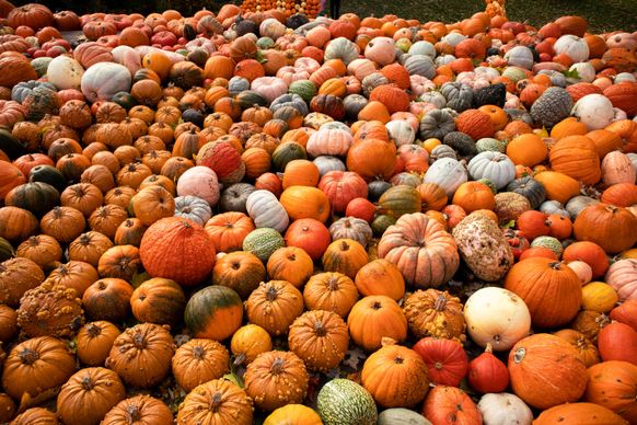 agriculture harvest picture pumpkin bulk realistic 