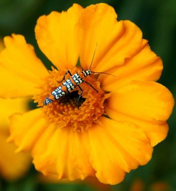 ailanthus webworm moth atteva aurea moth