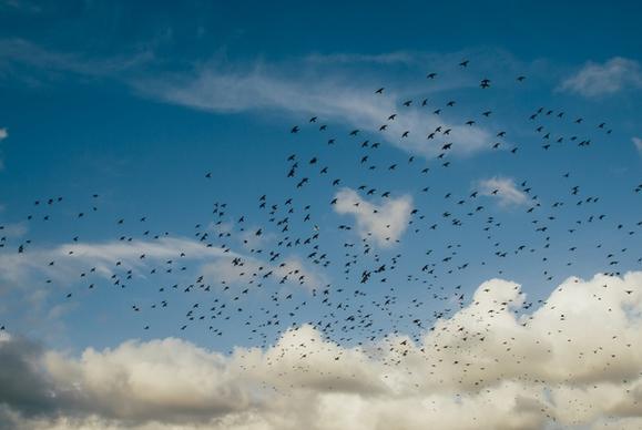 air animal bird bubble drop feather flight flock