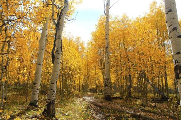 alley autumn birch countryside fall foliage forest