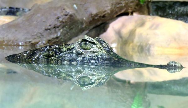 alligator amphibian animal crocodile environment