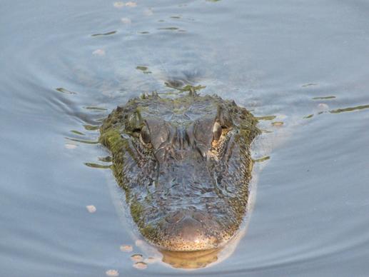 alligator animal nature