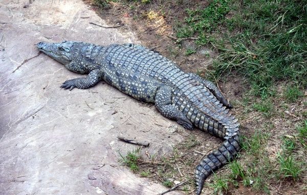 alligator down lying