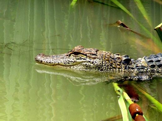 alligator gator animal
