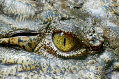 alligator picture realistic eye closeup