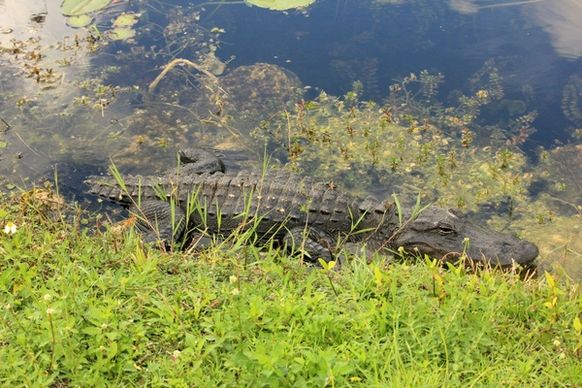 alligator sunbathing at everglades national park florida