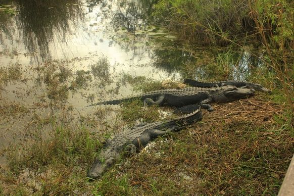 alligators floating at everglades national park florida