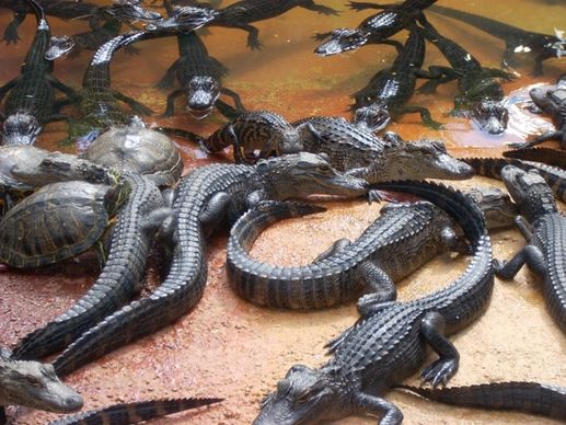 alligators swamp everglades