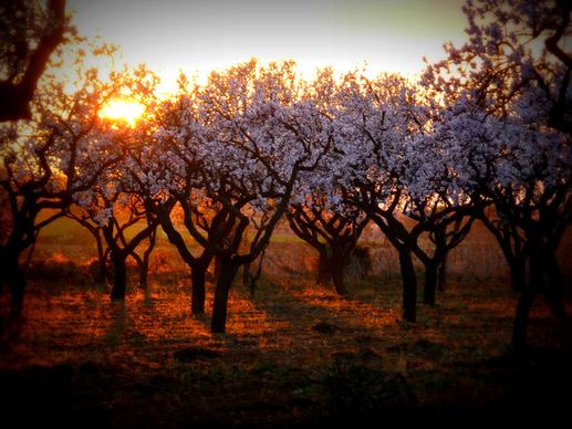 almond trees in sunset