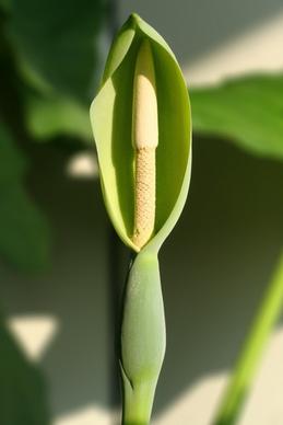 alocasia macrorrhizoz plant blossom