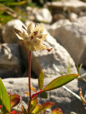 alpine flower faded fruchtkapsel