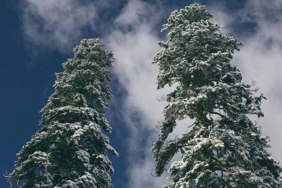 alps blue sky christmas cold conifer evergreen fir