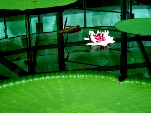 amazon water lily